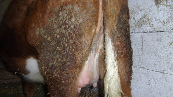 IMGP2021; ne pregatim
