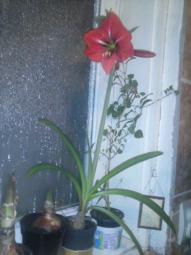 CAM00226 - Amaryllis