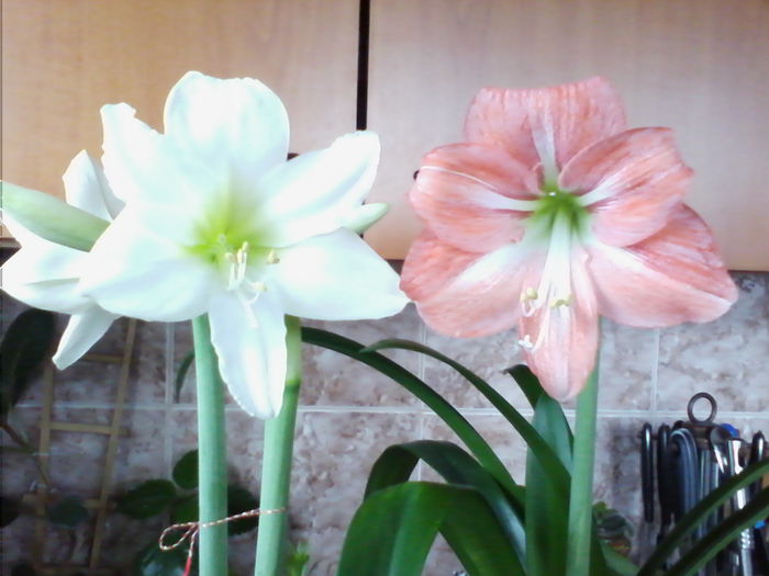 IMG_20150328_120229 - Amaryllis