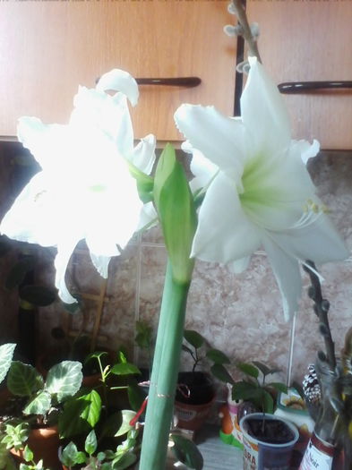 IMG_20150330_115623 - Amaryllis