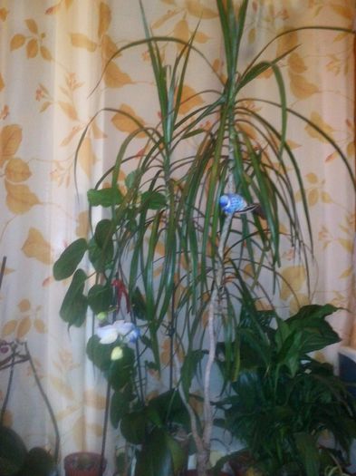 CAM00859 - plante de interior 2015