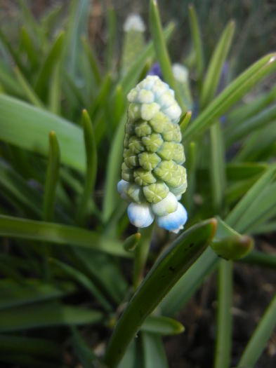 Muscari Peppermint (2015, April 07) - Muscari Peppermint