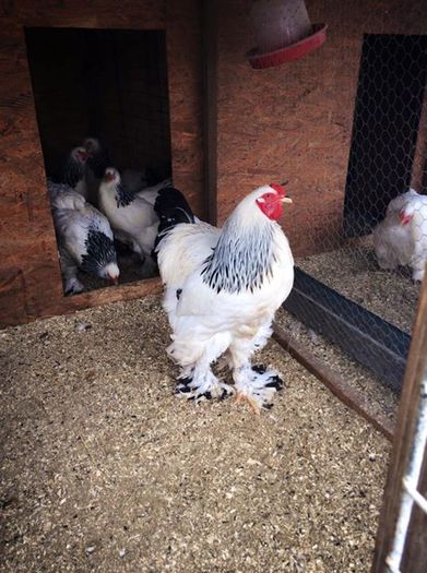 FB_20150308_21_31_31_Saved_Picture