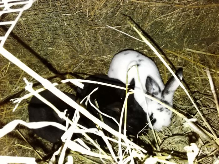 IMG_20150407_214308 - Z poze aprilie 2015