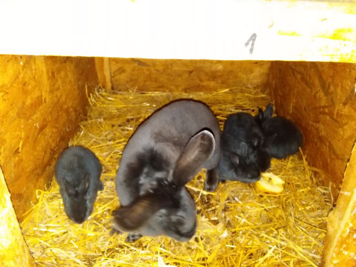 IMG_20150407_211254 - Z poze aprilie 2015