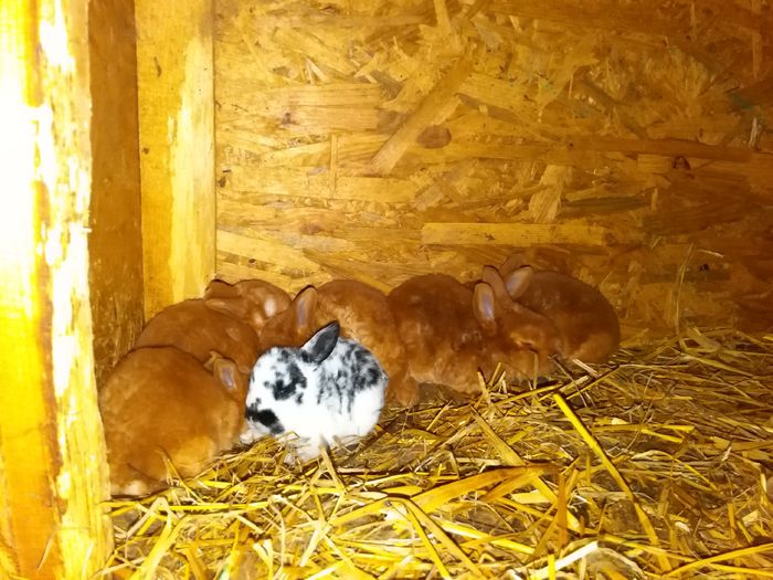 IMG_20150407_213539 - Z poze aprilie 2015