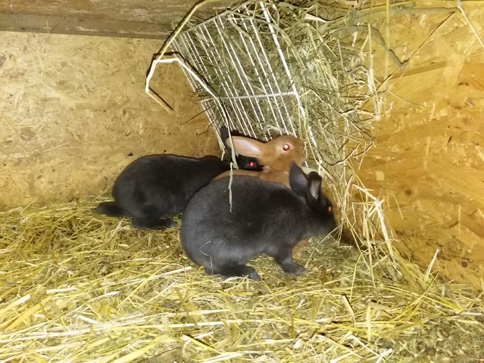 IMG_20150407_213126 - Z poze aprilie 2015