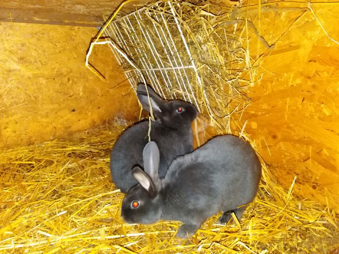 IMG_20150407_213122 - Z poze aprilie 2015