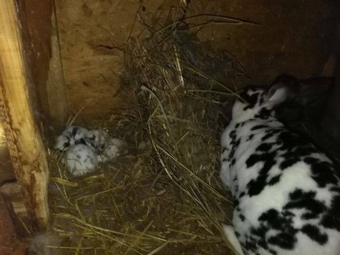 IMG_20150407_213008 - Z poze aprilie 2015