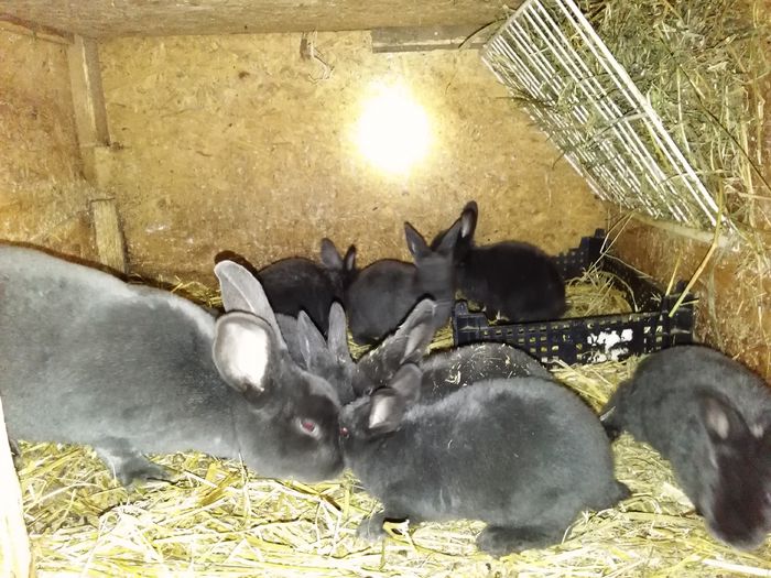 IMG_20150407_212909 - Z poze aprilie 2015