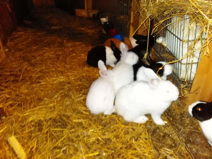 IMG_20150407_211332 - Z poze aprilie 2015