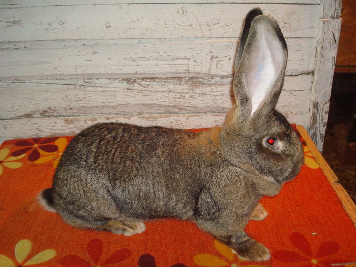 96 pct - Z442 1413 ( F )