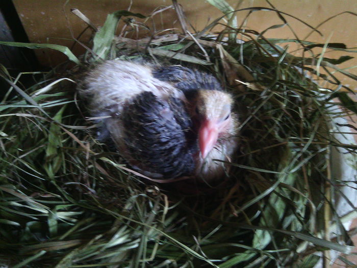 IMG_20150407_125939; Pui 2015 de pe 23-24 martie...
