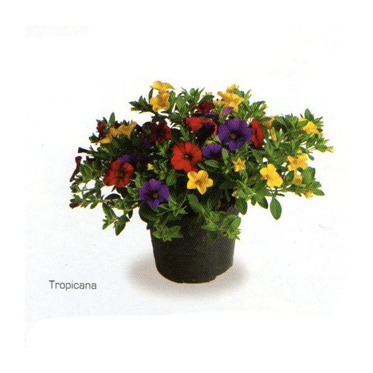 calibrachoa-cabaret-mixmasters-tropicana-g9 - achizitii primavara 2015