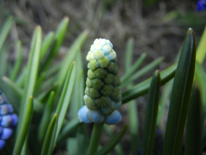 Muscari Peppermint (2015, April 07)