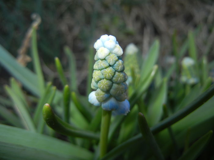 Muscari Peppermint (2015, April 07) - Muscari Peppermint