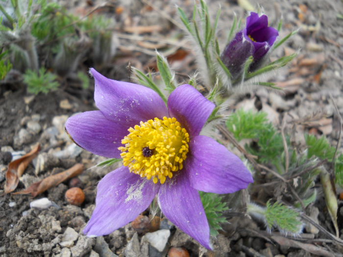 Pulsatilla