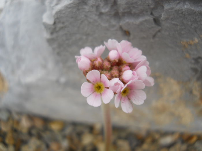 Androsace albana