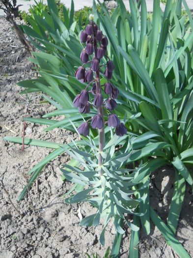 Fritillaria persica