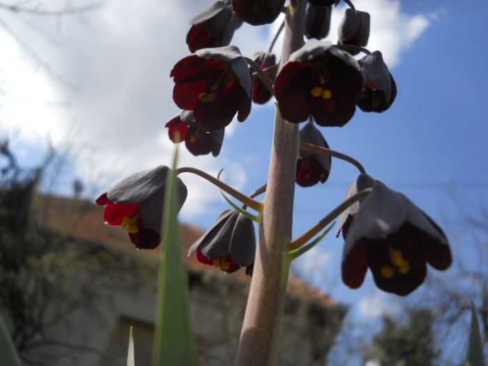 Fritillaria persica - Flora_2015