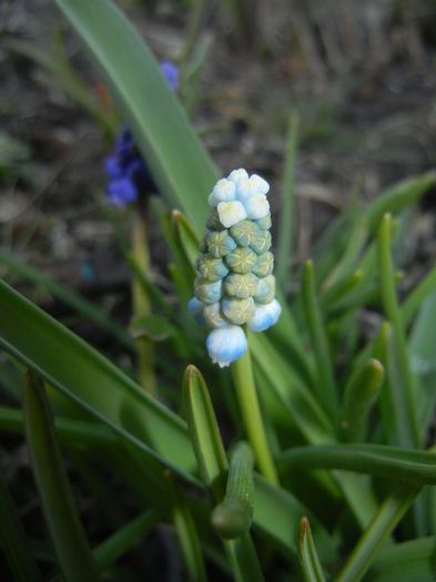 Muscari Peppermint (2015, April 07)