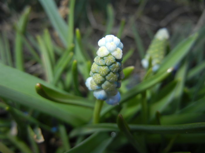 Muscari Peppermint (2015, April 07)