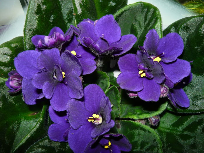 violete mov inchis 12lei - diverse plante