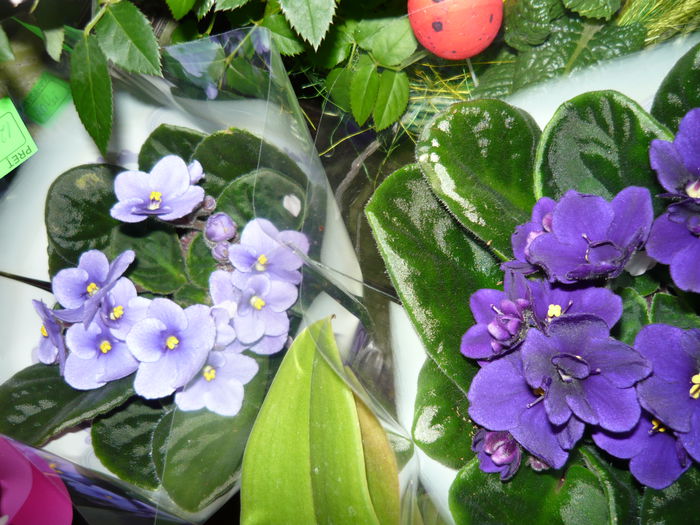 violete de vanzare 12lei - diverse plante