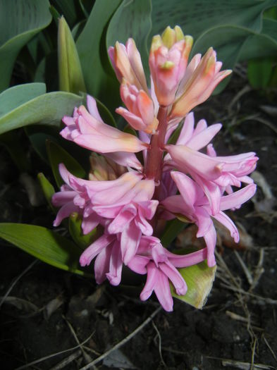 Hyacinth Lady Derby (2015, April 07)