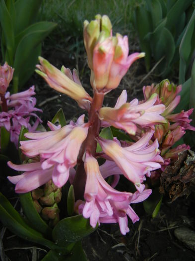 Hyacinth Lady Derby (2015, April 07)