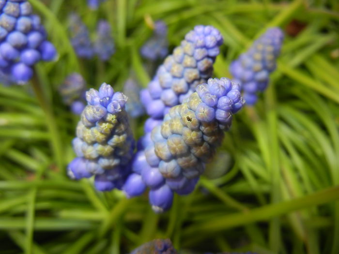 Muscari armeniacum (2015, April 07)