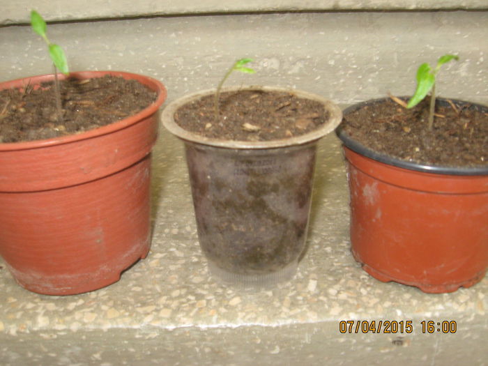 Acum au primit "garsoniere "...