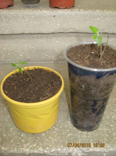 sa le vedem evolutia.