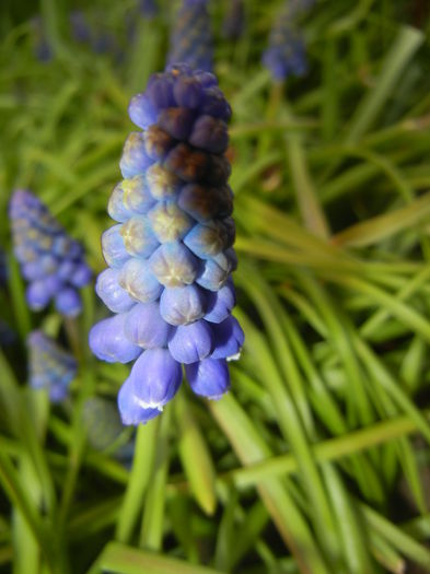 Muscari armeniacum (2015, April 07) - Muscari Armeniacum