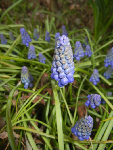 Muscari armeniacum (2015, April 07) - Muscari Armeniacum