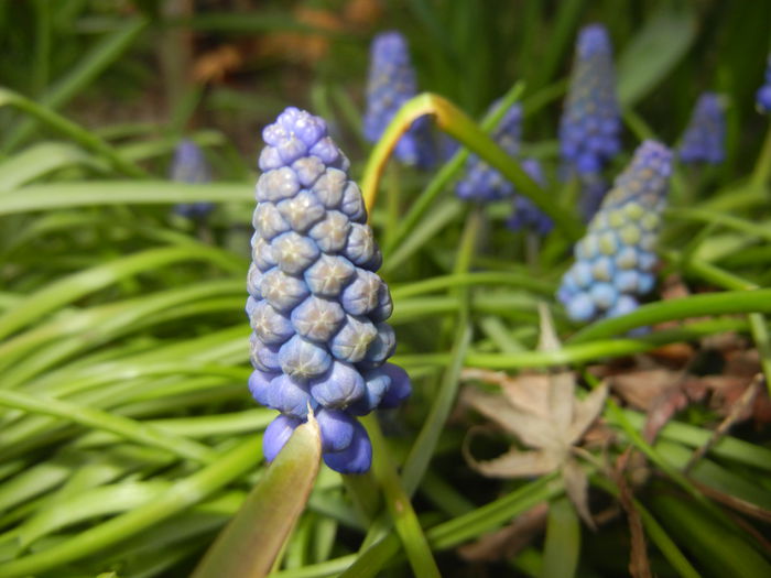 Muscari armeniacum (2015, April 07) - Muscari Armeniacum