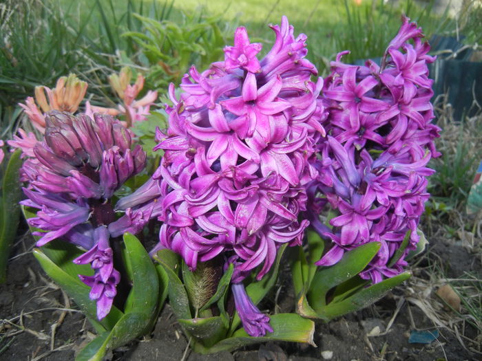 Hyacinth Purple Sensation (2015, Apr.07)