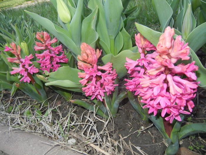 Hyacinth Amsterdam (2015, April 07)