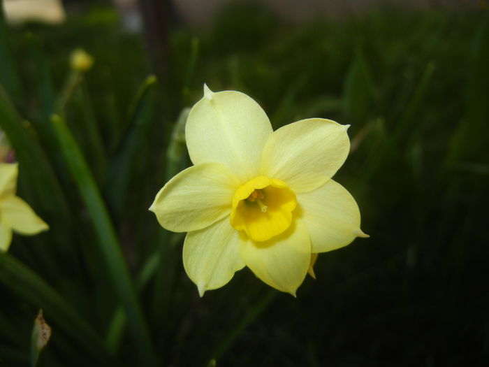 Narcissus Minnow (2015, April 07)