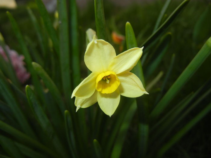 Narcissus Minnow (2015, April 07)
