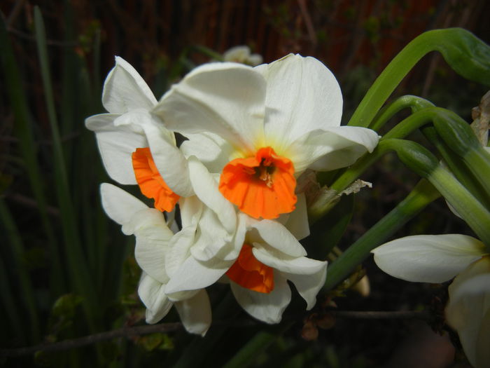 Narcissus Geranium (2015, April 07) - Narcissus Geranium