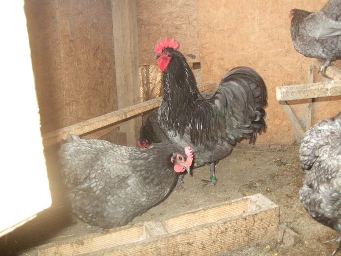 australorp albastru - vand oua pt incubat