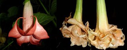 Brugmansia Joli & Angel Flight