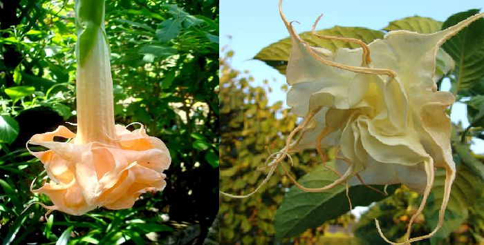 Brugmasia Angel Flight Variegata & Angel Summertime  - Hibrizi Brugmansia-Trompeta Ingerilor _colectie personala