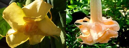 Brugmansia Bergzauber & Angel Flight Variegata - Brugmansia de vanzare-momentan epuizate