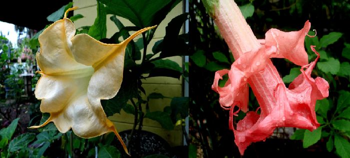 Brugmansia El Dorado & Dolas Rosenresli - Brugmansia de vanzare-momentan epuizate