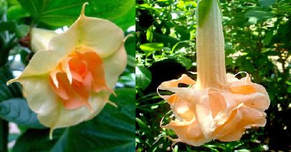 Brugmansia Goldface & Angel Flight Variegata - Brugmansia de vanzare-momentan epuizate