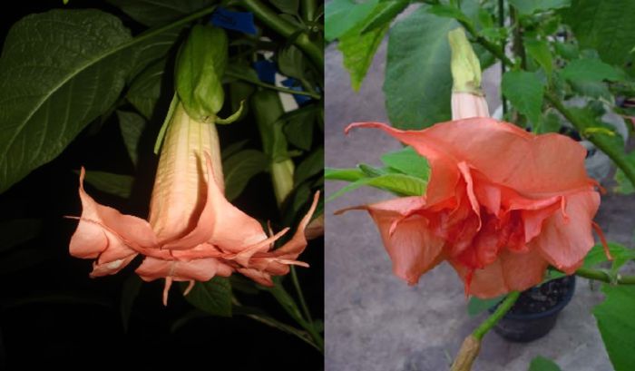 Brugmansia Mustafa & Ashoka - Brugmansia de vanzare-momentan epuizate