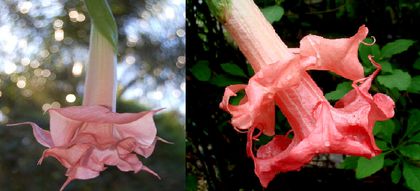 Brugmansia Pink Smitty & Dolas Rosenresli - Brugmansia de vanzare-momentan epuizate