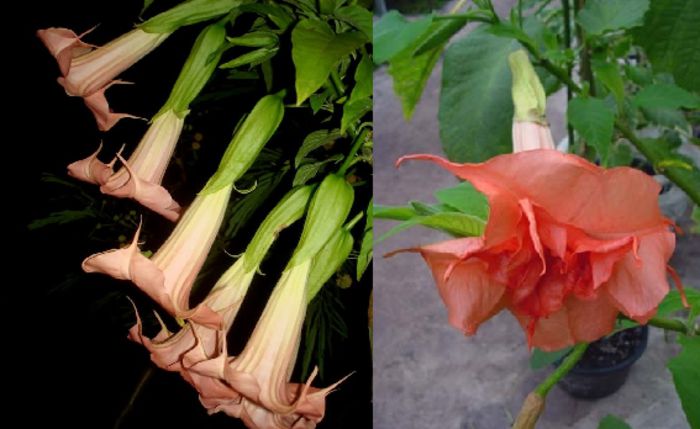 Brugmansia Sputnik & Ashoka